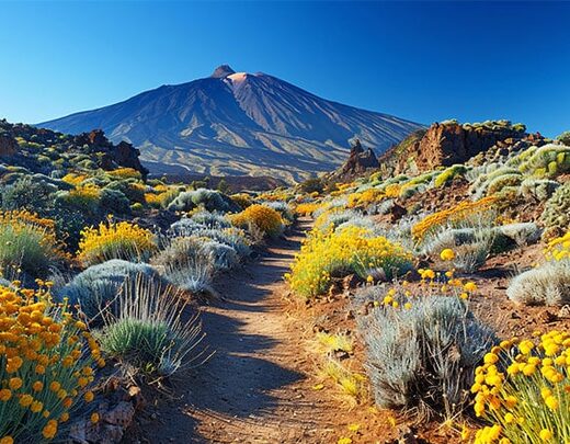 Demi-journée découverte du parc national de Teide